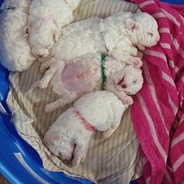 Bichon Frise Puppies from Orchid Bichon Frisé