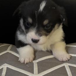 V-6 - Black and tan female Pembroke Welsh Corgi puppy in Sanford, Michigan from Tambali Pembroke Welsh Corgis