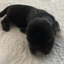 Boy 4 - Black male Lhasa Apso puppy in Palm Bay, Florida from Lhasa Apso Doggy Stylez Fl