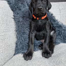 Doberman Pinscher Puppies from Haus of Hound