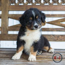 Scar - Black tri male Miniature Australian Shepherd puppy in Buna, Texas from R & C Kennels