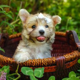 Babydoll Spark - Gold male Morkie puppy in Barren Springs, Virginia from Seeking Shalom Acres Maltese, Maltipoos & Havamalts