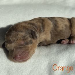 Girl 2 - Aussiedoodle puppy in Shell Lake, Wisconsin from KC Acres