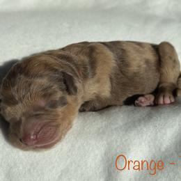 Girl 2 - Aussiedoodle puppy in Shell Lake, Wisconsin from KC Acres