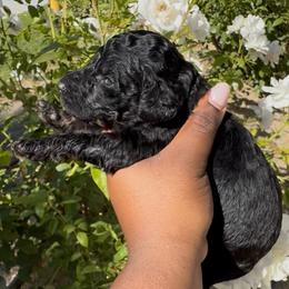 MoonShadow - Phantom female Poodle puppy in Corona, California from Garden Of Poodles