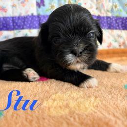 Stu - Black male Shih Tzu puppy in Hemet, California from Aloha Shih Tzu