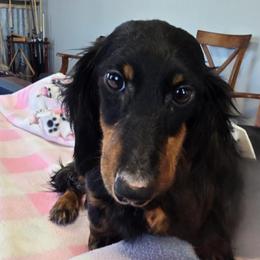 Spring - Dachshund
