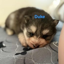 Duke - Black and white male Pomsky puppy in Coatesville, Pennsylvania from Peaceful Pomskys