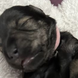 Girl 1 - Miniature Schnauzer puppy in Monroe, Washington from 4 Ever Schnauzers