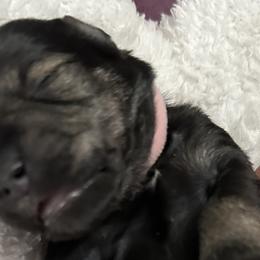 Girl 1 - Miniature Schnauzer puppy in Monroe, Washington from 4 Ever Schnauzers