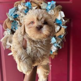 Stormy - Cream and white male Shih Tzu puppy in Lanoka Harbor, New Jersey from Lilly’s Seashore Shih Tzus