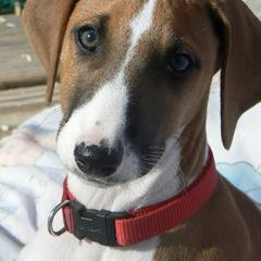 "Kel Simoon Najee (Sasha)" Azawakh Puppies from Kel Simoon Azawakh