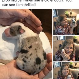 Australian Shepherd Puppies from Peacock’s Pride Australian Shepherds