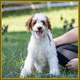 Frex - Red male Cockapoo puppy in Connersville, Indiana from Deaz Doodle Ranch