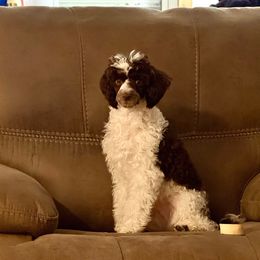 Green collar - Parti male Poodle puppy in Lufkin, Texas from Texas Kissed K9s
