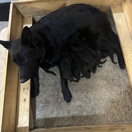 Lotto - German Shepherd