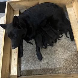 Lotto - German Shepherd