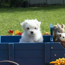 Maltese, Morkie, and Yorkshire Terrier Puppies from Cottonwood Maltese & Yorkies