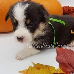 Pembroke Welsh Corgi Puppies from Golden State Corgis