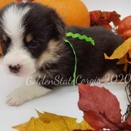 Pembroke Welsh Corgi Puppies from Golden State Corgis
