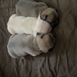 French Bulldog Puppies from Heather's Frenchies