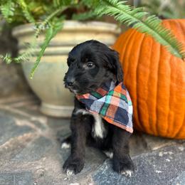 Kenny - Black and white male Aussiedoodle puppy in Lexington, Alabama from Johnson’s Highland Pride Aussiedoodles