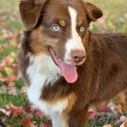 Cocoa Beans - Miniature Australian Shepherd