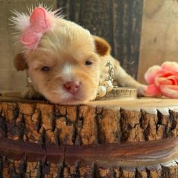 Prada - Chocolate, tan and white female Yorkshire Terrier puppy in Howe, Oklahoma from Ray Holder