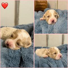 Boy 1 - Blenheim male Cavachon puppy in Smoot, Wyoming from Designer Mountain Mutts