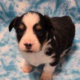 BLACK-fluffy tail docked - Black and tan male American Corgi puppy in Walker, Iowa from Double K Corgis