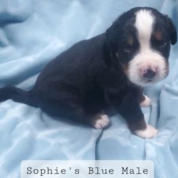 Blue Male - Bernese Mountain Dog puppy from Bernese Mountain Dogs of Pony Trail Farm