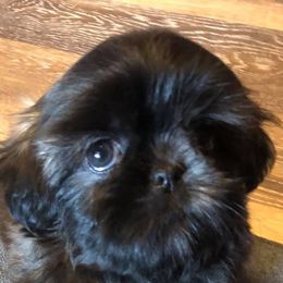 Shih Tzus from Simply Shih Tzu of NEPA