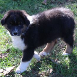 Karter - Black tri-color male Australian Shepherd puppy in Kansas, Oklahoma from Windy G Farm