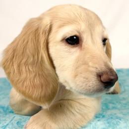 Swiss - Cream female Dachshund puppy in Sacramento, California from MiniDoxPups