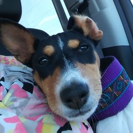 Claire - Basenji