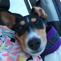Claire - Basenji