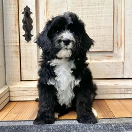Black and White Bicolor - Black and white male Bernedoodle puppy in Brooksville, Florida from Kruger Doodles