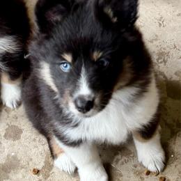 Tri boy blue eyes - Black & tan male Toy Shetland Sheepdog puppy in Magnolia, Texas from Solace Shelties and Pomskies