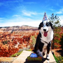 Miniature Australian Shepherd and Toy Australian Shepherd All Grown Up from 2Lazy2P Mini Aussies