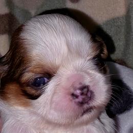 Boy 1 p - Gold and white male Shih Tzu puppy in Buxton, Maine from Shih Tzu Junction
