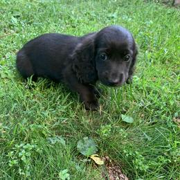 Boy 2 - Black male Dachshund puppy in Vinton, Iowa from Lerch Family Dachshunds