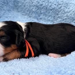 Girl 2 - Tri-color female Bernedoodle puppy in Sandy, Oregon from MC Doodles