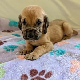 Boy 10 - Red male Bloodhound puppy in Paoli, Indiana from Houndsarunning Bloodhounds