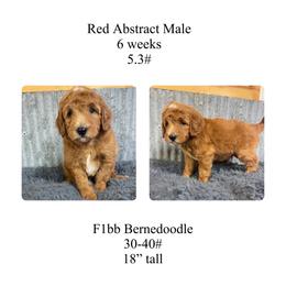 Red abstract male - Red male Bernedoodle puppy in Clarksville, Iowa from Iowa Heartland Doodles