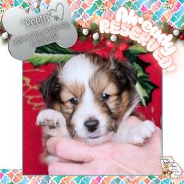Boy 1 - Peeta - Sable and white male Shetland Sheepdog puppy in Elberton, Georgia from Ioney's Southern Paws Shelties, Frenchies, and Yorkies