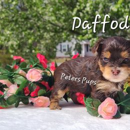 Yorkshire Terrier Puppies from Peters Pups Yorkshire Terriers