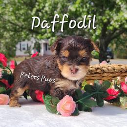 Yorkshire Terrier Puppies from Peters Pups Yorkshire Terriers