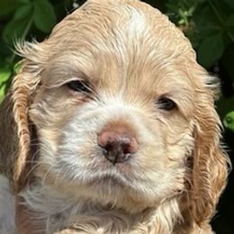 Cocker Spaniels from Adriana's Cocker Spaniels