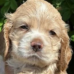 Cocker Spaniels from Adriana's Cocker Spaniels