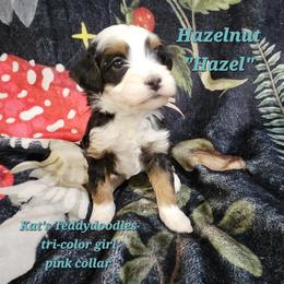 Girl 1 - Tri-color female Bernedoodle puppy in Schertz, Texas from Kat's Teddydoodles